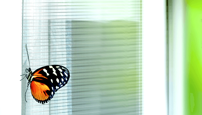 baterfly